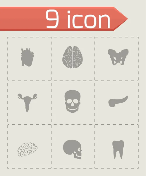 Vector anatomy icons set — Stock Vector