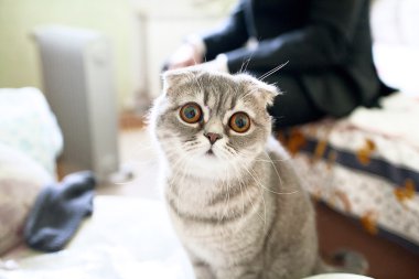 Gri kedi evde dört gözle