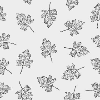 Vector seamless pattern with parsley . Hand drawn illustration.