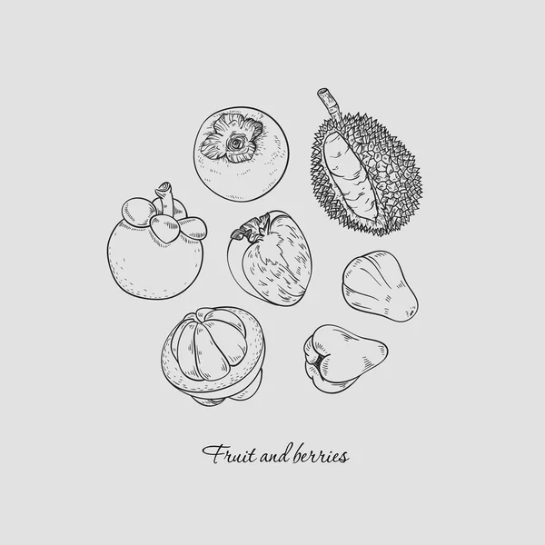 Collection of hand-drawn exotic fruit and berries, vector illustration in vintage style. — Stockový vektor