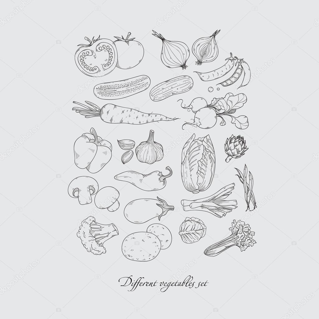 Collection of hand-drawn vegetables set, isolated vector  hand drawn doodle illustration.