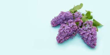 Mavi arka planda mor leylak çiçekleri. Metin için yer.