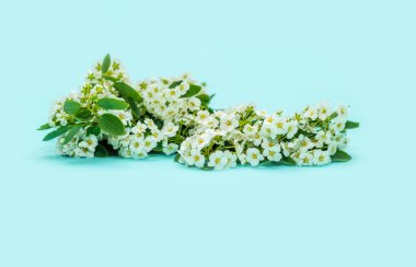 Mavi arka planda beyaz çiçekli spirea. Metin için pankart.