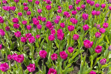 Mor laleler tarlada çiçek açtı. Çiçek açan.