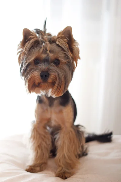 Cane yorkshire terrier — Foto Stock