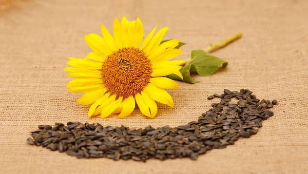 Reifer Sonnenblumenkopf auf einem Tisch neben den Samen und Blumensamen. — Stockfoto