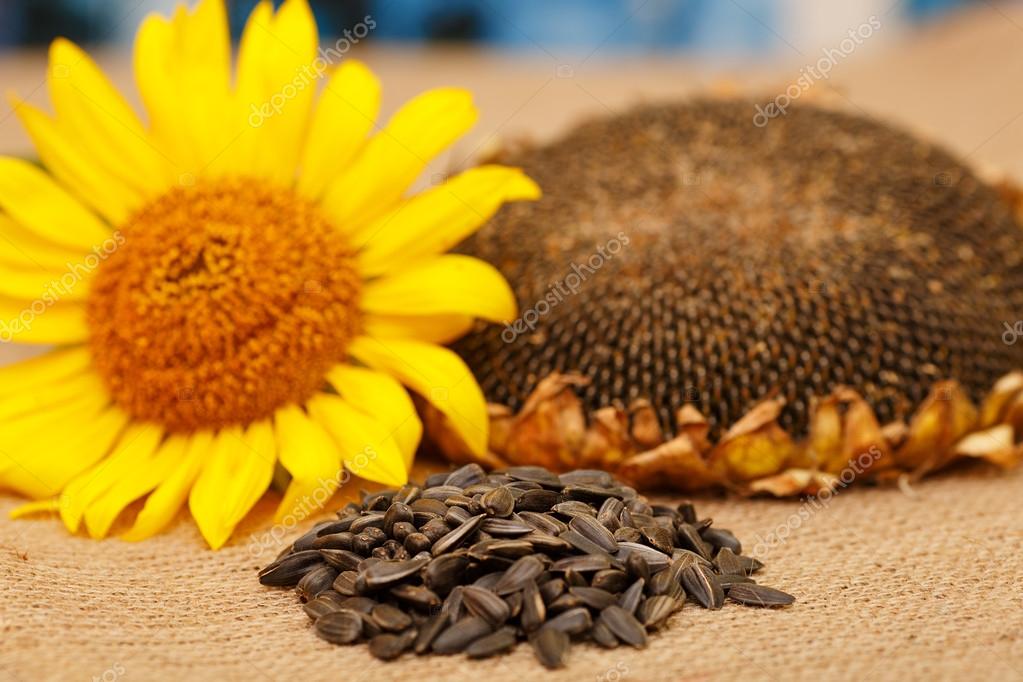Flower seeds, ripe grain sunflower, sunflower seeds. 