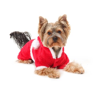 Yorkshire Terrier - Santa Claus Dog.