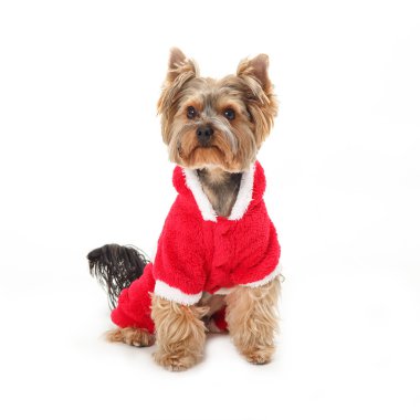 Yorkshire Terrier - Santa Claus Dog.