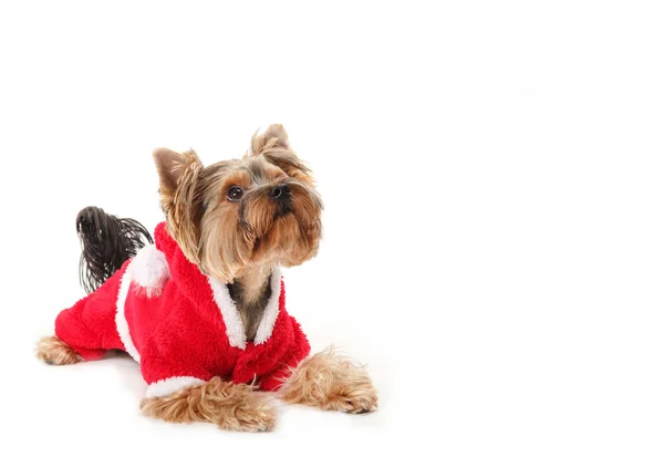 Yorkshire Terrier - Babbo Natale cane . — Foto Stock