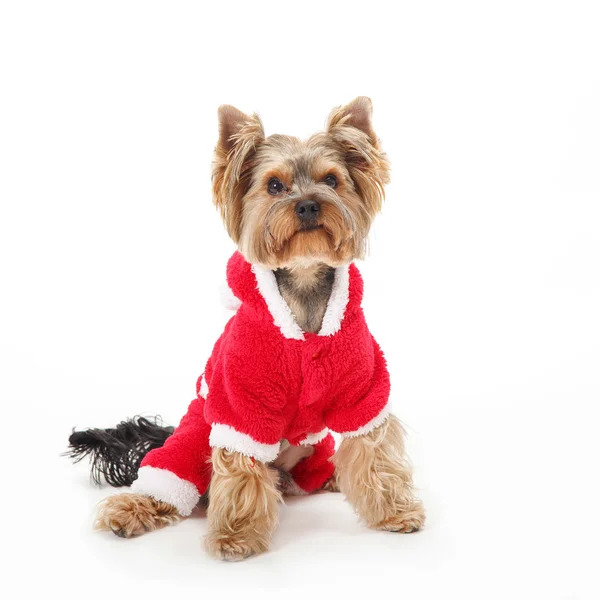 Yorkshire Terrier - Babbo Natale cane . — Foto Stock