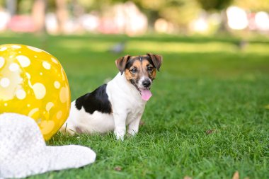 Bir top ve bir şapka yanındaki çimlerde oturan parkta köpek yavrusu