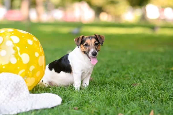 Anak anjing di taman duduk di rumput di samping bola dan topi — Stok Foto