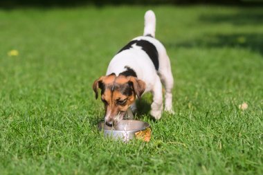 köpek yavrusu içecekler su bir kase