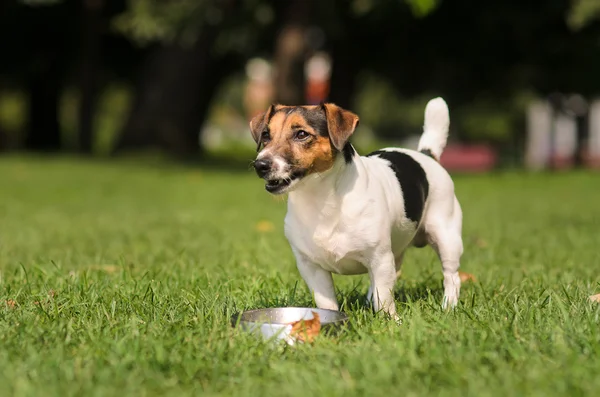 Hundvalp stående på gräsmattan nära skål med vatten — Stockfoto