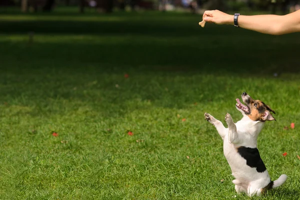 Memberi makan anjing. — Stok Foto