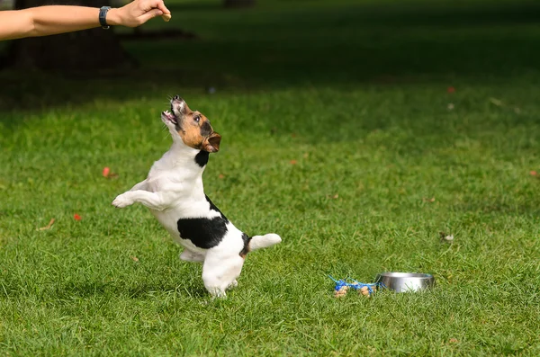 Memberi makan anjing. — Stok Foto