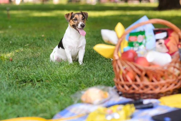 Valp som sitter bredvid korg för picknick — Stockfoto