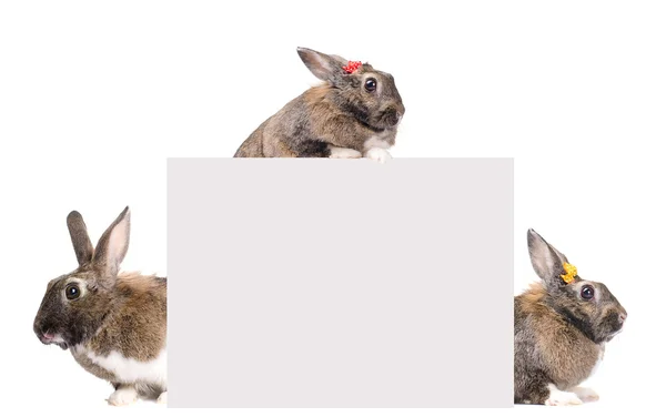 具有三个兔子的文本的空白卡 — 图库照片