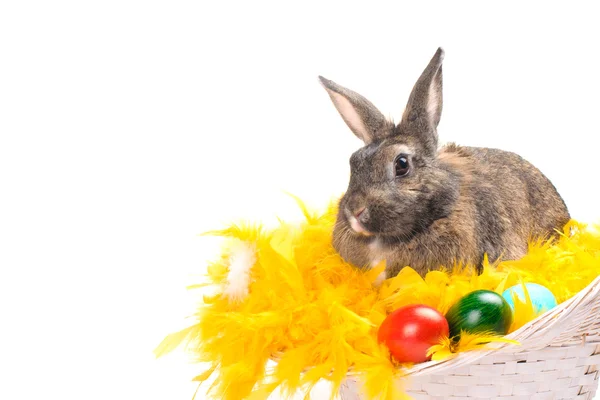 Lapin de Pâques assis dans le panier — Photo