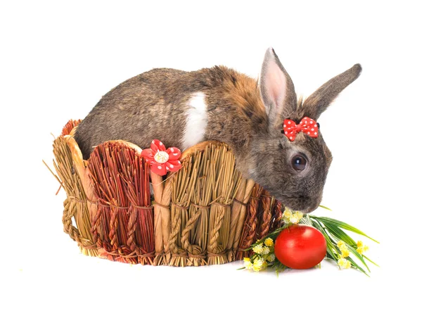 Easter bunny sitting in basket — Stock Photo, Image