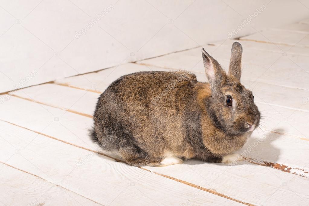 brown bunny sitting on the wooden floor