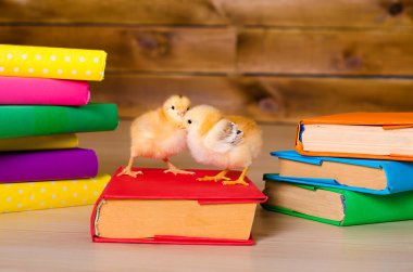 İki yığın kitap ile canlı tavuk sarı
