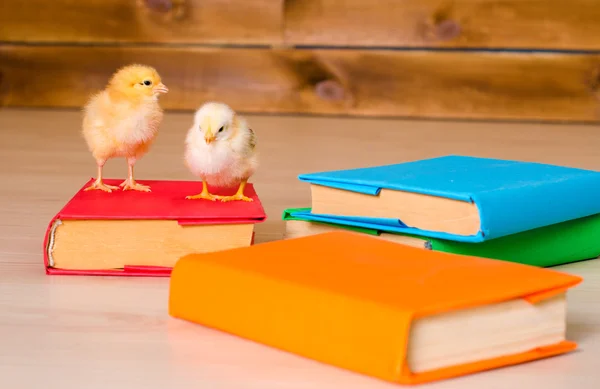 İki yığın kitap ile canlı tavuk sarı