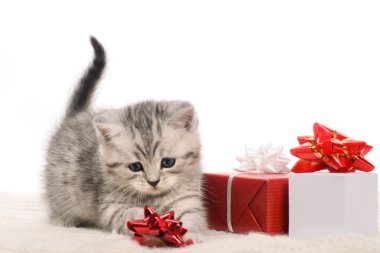 etkin gri kitty ve hediye kutuları