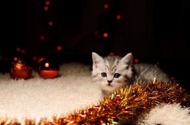 Noel süslemeleri ile gri kedi yavrusu