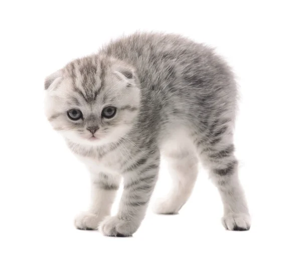Gattino grigio chiaro spaventato — Foto Stock