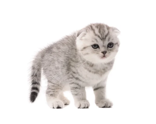 Светло-серый испуганный котёнок — стоковое фото