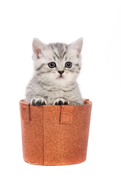 Light gray kitty sitting in box — Stock Photo, Image