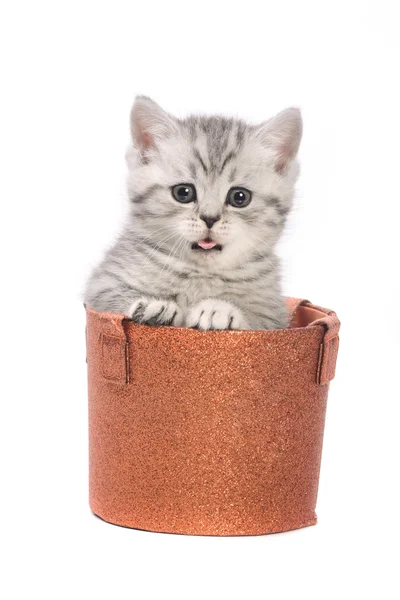Luz gris gatito sentado en caja — Foto de Stock