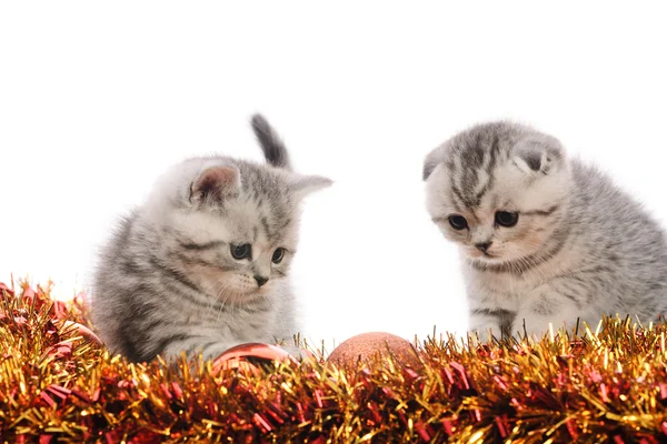 Dois gatinhos cinzentos brincando com ouropel — Fotografia de Stock