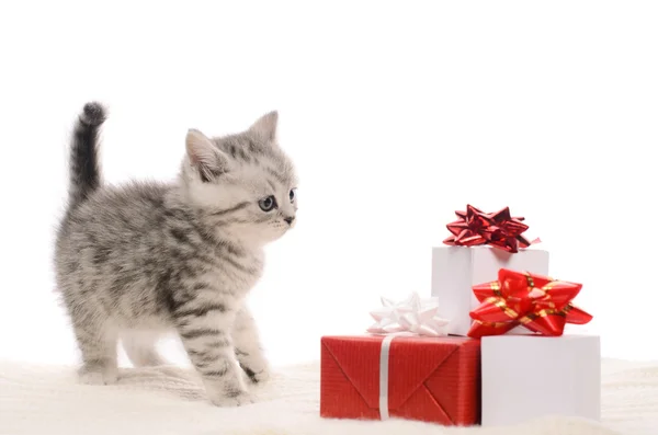 Gatinho cinza e caixas de presentes — Fotografia de Stock