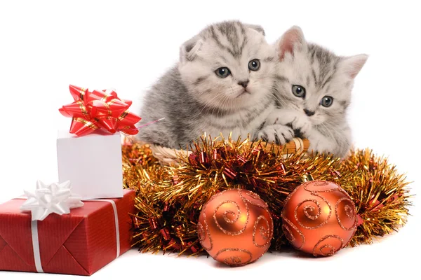 Dois gatinhos cinzentos com decorações de Natal — Fotografia de Stock