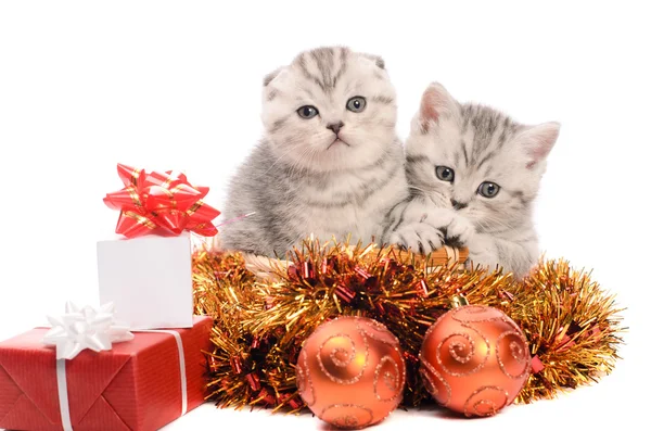 Dois gatinhos cinzentos com decorações de Natal — Fotografia de Stock