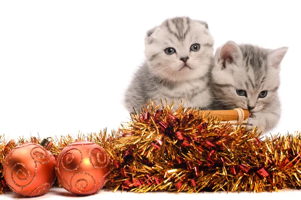 Dois gatinhos cinzentos com decorações de Natal — Fotografia de Stock