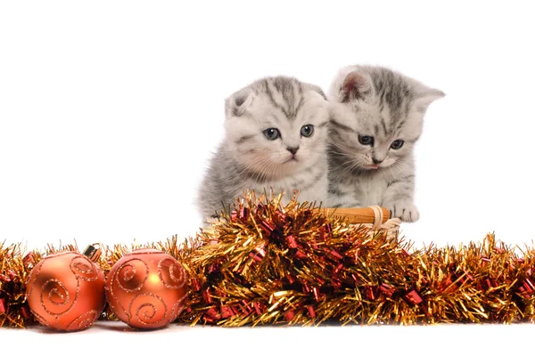 Dois gatinhos cinzentos com decorações de Natal — Fotografia de Stock