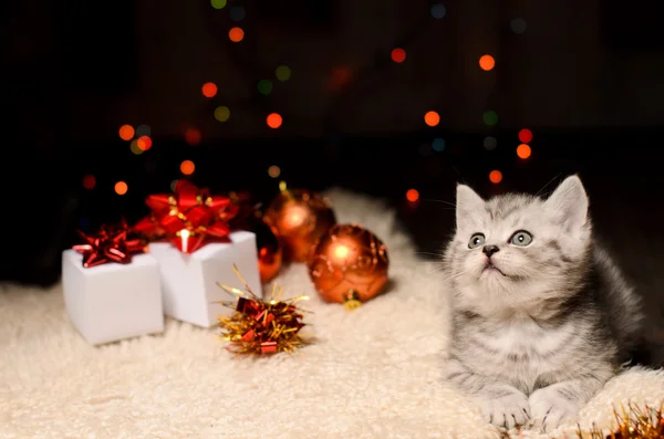 Gatinho cinza com decorações de Natal e presentes — Fotografia de Stock