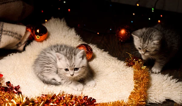 Dois gatinhos com decorações de Natal — Fotografia de Stock