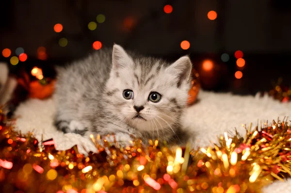 Gatinho cinza com decorações de Natal — Fotografia de Stock