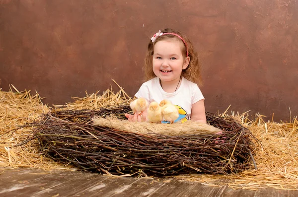 Brood van kuikens in nest — Stockfoto