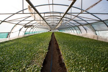 Bir çok büyük bitki odasında genç bitkiler sera