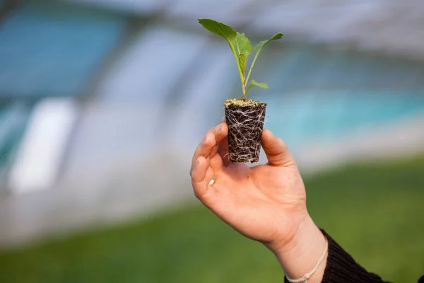 Mani umane che tengono giovane pianta con terreno su sfondo natura offuscata. Ecologia Giornata Mondiale dell'Ambiente CSR Piantina di semenzaio Go Green Eco Friendly — Foto Stock