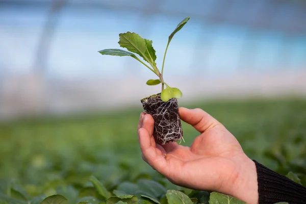 Ανθρώπινα χέρια κρατώντας το νεαρό φυτό με χώμα πάνω από θολή φόντο φύση. Οικολογία περιβάλλον παγκόσμια ημέρα ΕΚΕ σπορόφυτο πάει Πράσινη Eco φιλικό — Φωτογραφία Αρχείου