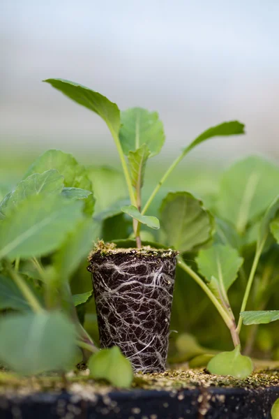 Nieuw leven, groene plantgoed ecologie wereld milieu dag MVO zaailing gaan Green Eco vriendelijke aarde gezondheidszorg Food tuin nieuwe Life concept van jonge plant. — Stockfoto