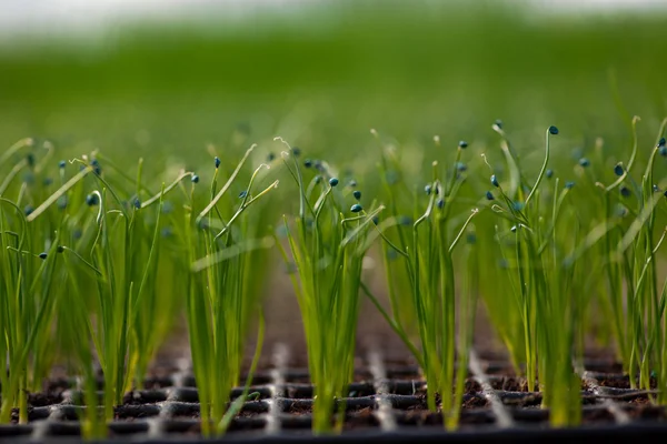 苗生態世界環境日 Csr 苗行く緑エコ フレンドリーな地球医療食品庭新しい生活概念の栽培 — ストック写真