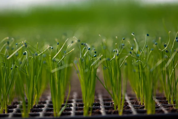 Teelt van zaailingen ecologie wereld milieu dag MVO zaailing gaan Green Eco vriendelijke aarde gezondheidszorg Food tuin nieuwe Life concept — Stockfoto